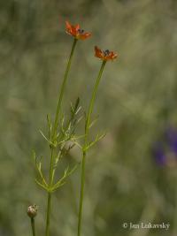 Adonis aestivalis (Hlaváček letní)