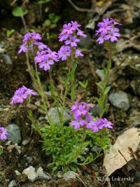 Erinus alpinus (Nemléč alpský)
