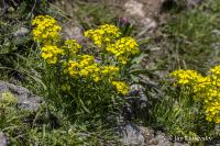 Erysimum rhaeticum (Trýzel)