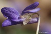 Viola odorata (Fialka voňavá)