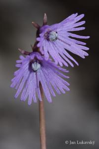 Soldanella alpina (Dřípatka alpská)