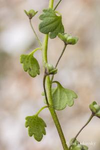 Veronica cymbalaria (Rozrazil zvěšincový)