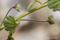 Veronica cymbalaria (Rozrazil zvěšincový)