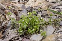 Veronica cymbalaria (Rozrazil zvěšincový)