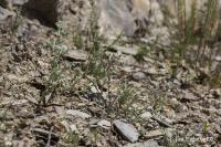 Bombycilaena erecta (Protěžka vzpřímená)