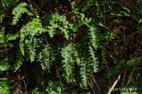 Ceterach officinarum (Kyvor lékařský)