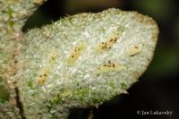 Ceterach officinarum (Kyvor lékařský)