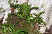 Ceterach officinarum (Kyvor lékařský)