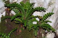 Ceterach officinarum (Kyvor lékařský)