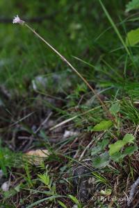 Homogyne sylvestris (Podbělice)