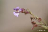 Chaenorhinum origanifolium (Hledíček dobromyslolistý)
