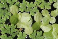 Lemna aequinoctialis (Okřehek)