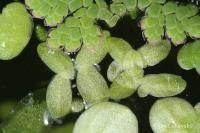 Lemna valdiviana (Okřehek)