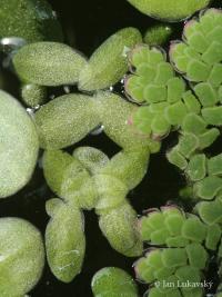 Lemna valdiviana (Okřehek)
