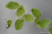 Lemna valdiviana (Okřehek)