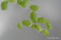Lemna valdiviana (Okřehek)