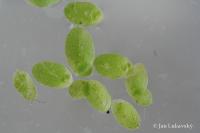Lemna valdiviana (Okřehek)