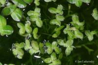 Lemna valdiviana (Okřehek)