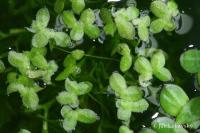 Lemna valdiviana (Okřehek)