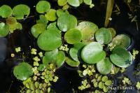 Limnobium laevigatum (Voďankovec)