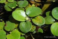 Limnobium laevigatum (Voďankovec)