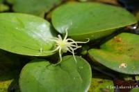 Limnobium laevigatum (Voďankovec)