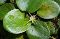 Limnobium laevigatum (Voďankovec)