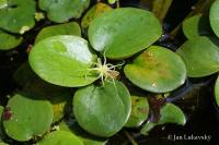 Limnobium laevigatum (Voďankovec)