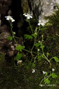 Saxifraga petraea (Lomikámen)