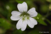 Saxifraga petraea (Lomikámen)