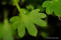 Saxifraga petraea (Lomikámen)