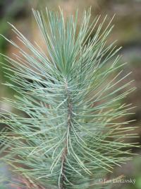 Pinus canariensis (Borovice kanárská)