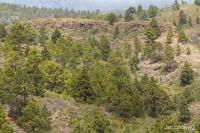 Pinus canariensis (Borovice kanárská)