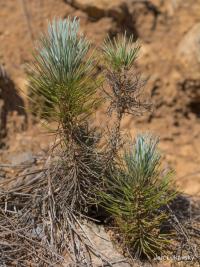 Pinus canariensis (Borovice kanárská)
