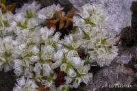 Paronychia cephalotes (Stříbřenka)