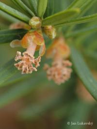 Taxus cuspidata (Tis japonský)