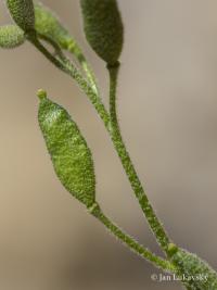 Draba arctica (Chudina)