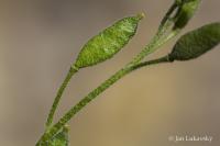 Draba arctica (Chudina)
