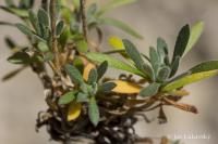 Draba arctica (Chudina)