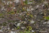 Saxifraga cernua (Lomikámen nicí)