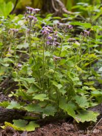 Pericallis tussilaginis (Pericallis)