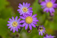 Pericallis tussilaginis (Pericallis)