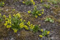 Draba alpina (Chudina)