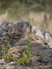 Volutaria tubuliflora (Volutaria)