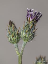 Volutaria tubuliflora (Volutaria)