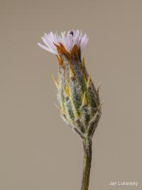 Volutaria canariensis (Volutaria)