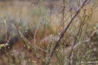 Volutaria canariensis (Volutaria)