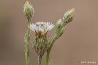 Volutaria canariensis (Volutaria)