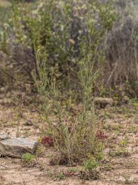 Volutaria canariensis (Volutaria)