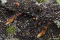 Davallia canariensis (Davalie kanárská)